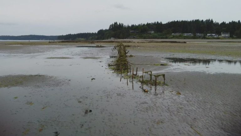 Movie0067 2.0000000 768x432